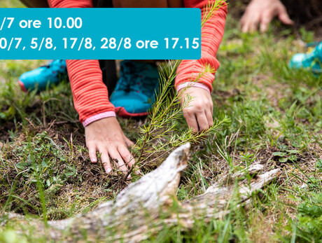 GEOLABS - FRAGILE COME IL BOSCO