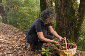 I marroni del Chiese