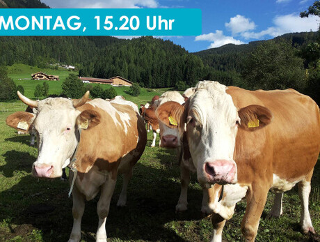 DIE ALMSENNEREI RUFT