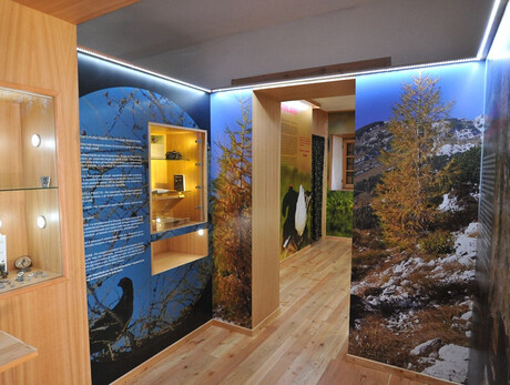 Malga Talè - The Capercaillie Wood