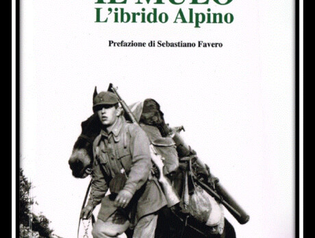 Das Maultier - Der Alpenhybrid - Nationales Historisches Alpenmuseum