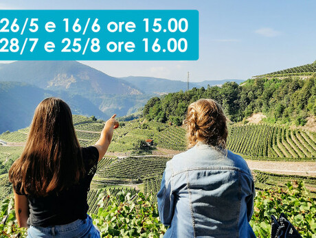 IL VIGNETO IN TUTTI I SENSI