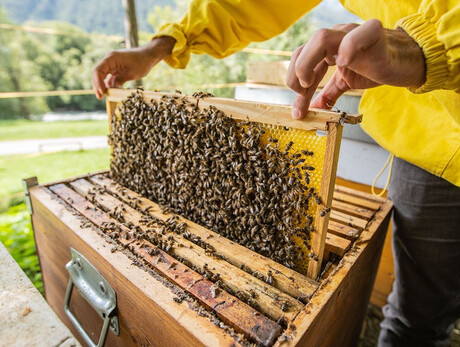 L’oro giallo delle Alpi