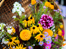 Workshop with officinal plants