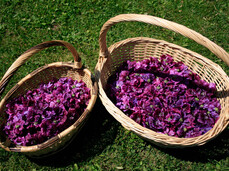 Workshop with officinal plants