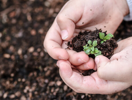 Hands on the ground - Viote Alpine Botanical Garden