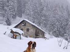 Royal snack in Val di Breguzzo, the Emperor’s dessert awaits you