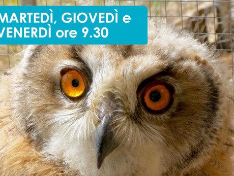 MINI-SAFARI AUF EINEM BAUERNHOF MIT RAUBVÖGELN UND KUSCHELTIEREN