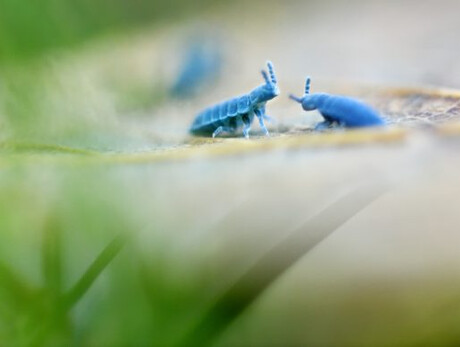 MIRIADE - the microscopic multitude - Photo exhibition on collembolis by Marco Colombo