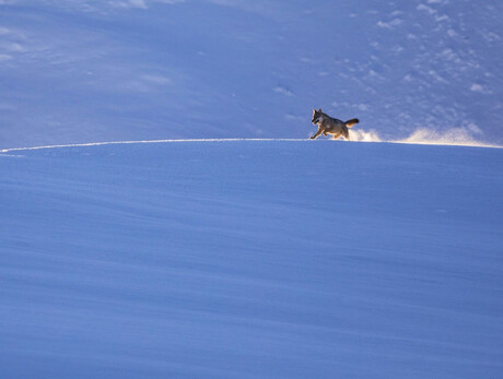 In the footsteps of the wolf - Meeting with the authors - MUSE