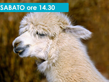 PASSEGGIATA CON I LAMA E ALPACA