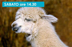 PASSEGGIATA CON I LAMA E ALPACA