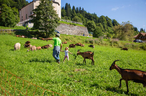 Passeggiata con le caprette