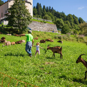Passeggiata con le caprette