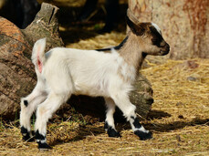 Gehen Sie mit den Ziegen