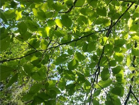 PASSEGGIATA CONSAPEVOLE TRA GLI ALBERI E L'ELEMENTO ACQUA