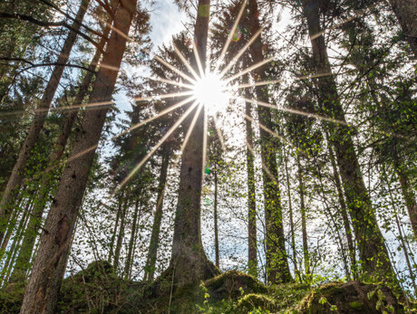 Passeggiata rigenerante tra alberi e cascate