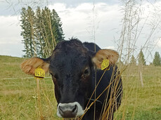 Discover with us "malga Prime Poste"!