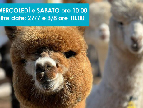 PRANZO IN BAITA PASSEGGIANDO CON GLI ALPACA