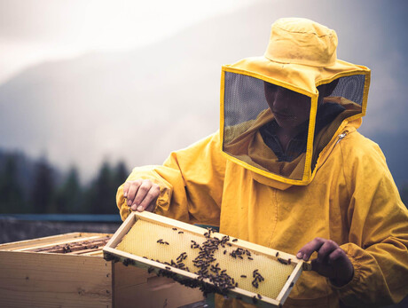 Scopriamo il mondo delle api