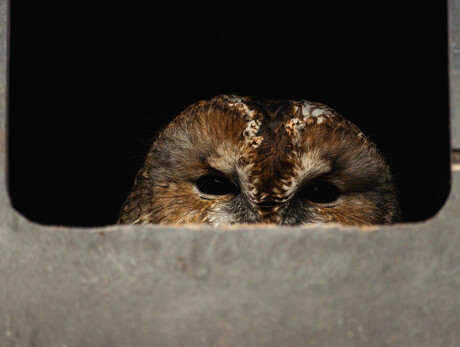 Evening of stars, owls and bats