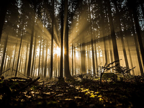 Shinrin, the queens of the forest - Piné Plateau
