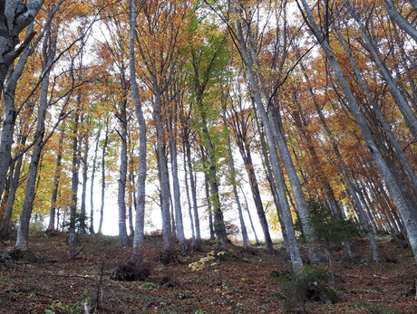 Shinrin, the queens of the forest