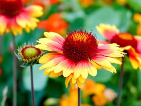 Summer solstice at high altitude - Viote Alpine Botanical Garden