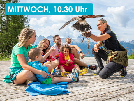 FALCONER AT PASSO LUSIA