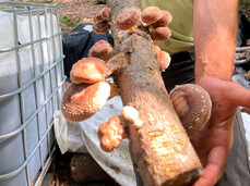 Tecniche Pratiche per la Coltivazione di Funghi Shiitake all’ Aperto