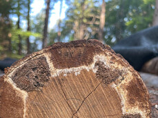 Tecniche Pratiche per la Coltivazione di Funghi Shiitake all’ Aperto