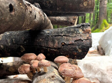 Tecniche Pratiche per la Coltivazione di Funghi Shiitake all’ Aperto