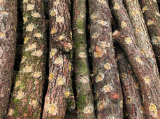 Tecniche Pratiche per la Coltivazione di Funghi Shiitake all’ Aperto