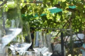 Tenuta Gottardi - Degustazione Trentodoc in vigna