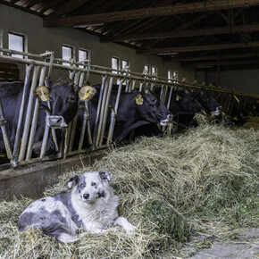 Tra animali e sapori all’Azienda Agricola La Cugna