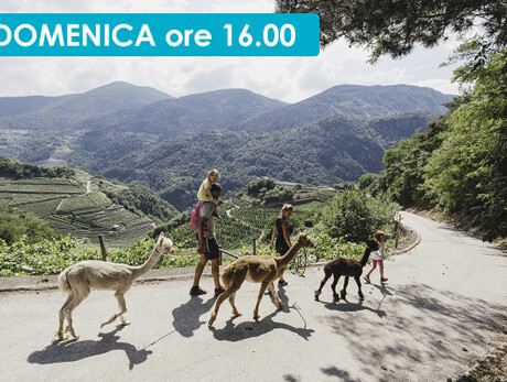 TREKKING CON GLI ALPACA E VISITA ALLA FATTORIA