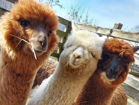Trekking with alpacas