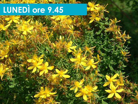 VELENOSA O ME LA MANGIO? LE PIANTE SELVATICHE DELLA TRADIZIONE