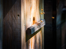 Visita alla Valle dello Sporeggio, Oasi WWF