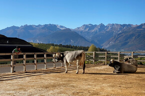 Visita guidata all'Azienda Agricola Sicherhof