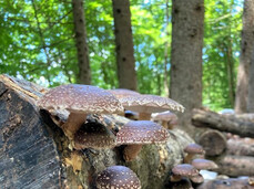 Guided tour of the mushroom farm in the forest