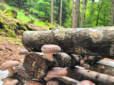 Guided tour of the mushroom farm in the forest