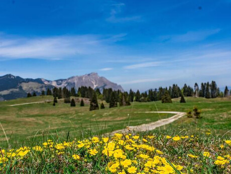 Walking Orienteering