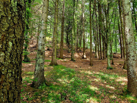 Yoku the well-being in and from the forest