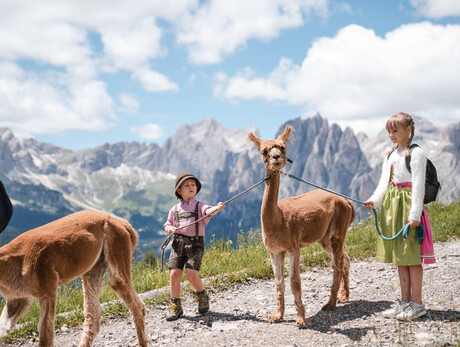 A spasso con gli alpaca - Buffaure