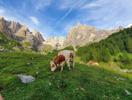 Val Contrin - APT Val di Fassa