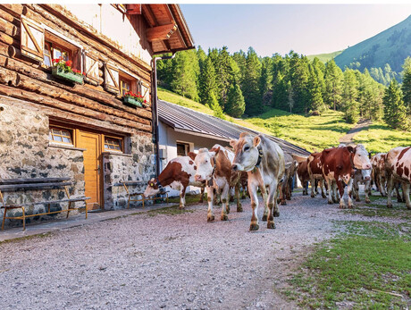 Malga Jumela - APT Val di Fassa