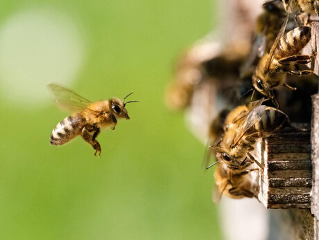 Apicoltore per un giorno