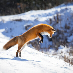 Laboratorio natura inverno