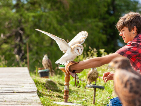 Falconiere al Passo Lusia
